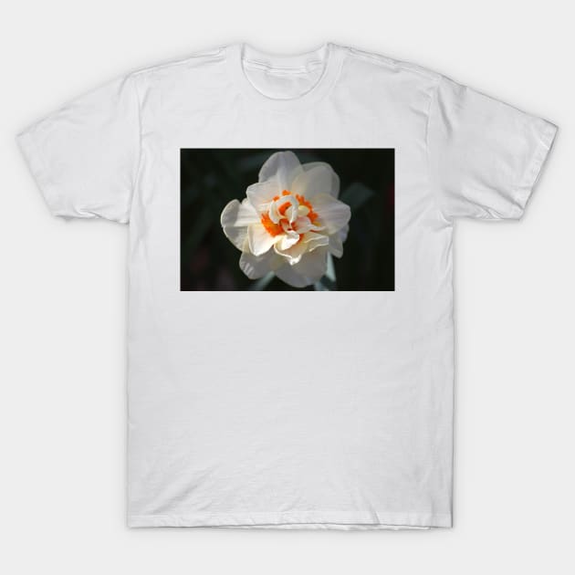 Blooming Double Daffodil T-Shirt by Cynthia48